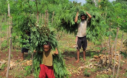 Leucaena is harvested in eastern Indonesia, before being fed to cattle. Image: Max Shelton Leucaena is harvested in eastern Indonesia, before being fed to cattle. Image: Max Shelton